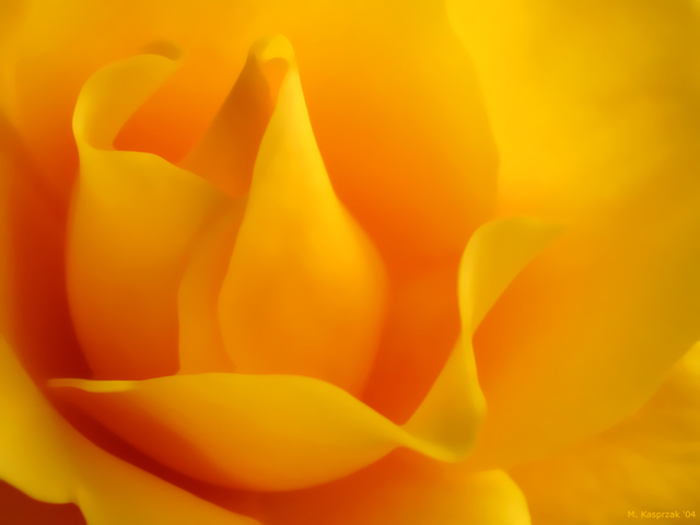 Yelow rose.png