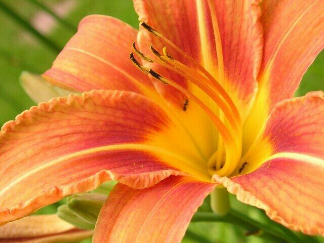 martagon lily.jpg